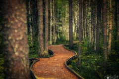 Foresta2_MG_0371